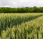 Damage to crops in East Dorset field causes 'significant financial impact'