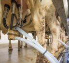 GDT price index up 1.2% at first event in 2024