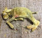 ‘Spike’ in Schmallenberg virus cases across the UK