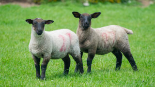 PSNI investigates theft of 50 lambs from Derry field