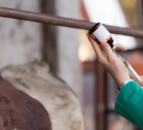 DAERA recruiting for new NI chief veterinary officer