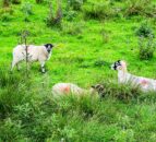 Livestock farms studied as sources of resistant infections in humans