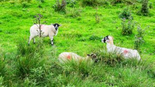 Livestock farms studied as sources of resistant infections in humans