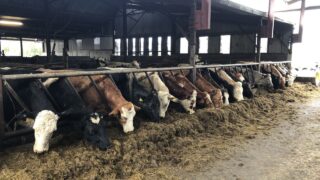 DAERA announces £1.6m in funding for agri-food projects