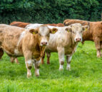 New Welsh bovine TB board to be chaired by a farmer
