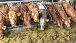 UK bluetongue cases reach 66 across 3 counties