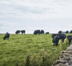 Co-op's new sustainability pilot aims to 'reward' beef farmers