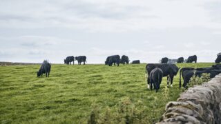 Co-op’s new sustainability pilot aims to ‘reward’ beef farmers