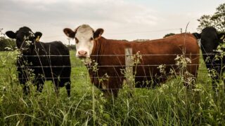 UFU challenges any steps taken to reduce bTB valuations