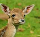 Forestry Commission seeks deer officer by July 7