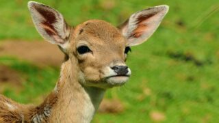 SLE expresses concern over Scottish deer management proposals