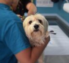 Vet prices and treatments ‘must be fair’  – Sugden