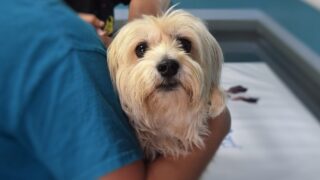 Vet prices and treatments ‘must be fair’  – Sugden