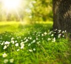 Natural England seeks views on 5,000ha Shropshire nature reserve extension