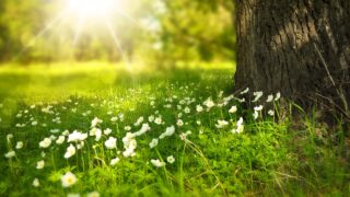 Natural England seeks views on 5,000ha Shropshire nature reserve extension