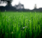Review recommends update to CAFRE nutrient calculators
