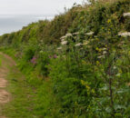 BASIS introduces new hedgerow management course