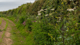 BASIS introduces new hedgerow management course