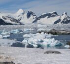Bird flu detected in sub-Antarctic mammals for first time