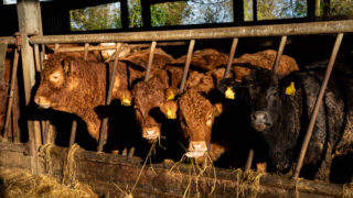 Promising outlook for NI beef and lamb sectors