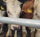 MP sees success with ban for live animal exports