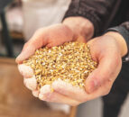 Malting barley premiums continue to strengthen in UK