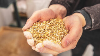 Malting barley premiums continue to strengthen in UK