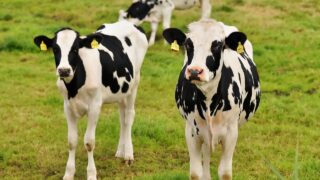CAFRE to hold meetings for dairy farmers on cash concerns