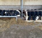 Is a secondary lice treatment needed in the cattle shed?