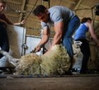 British Wool extends shearing training offers to young farmers