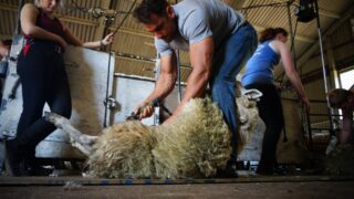 British Wool extends shearing training offers to young farmers