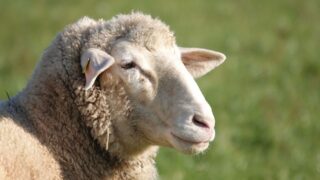 NSA Welsh Sheep 2025 now open to trade stand admissions