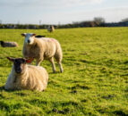 ‘Significant number’ of sheep stolen in Co. Antrim