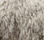 British Wool shearing courses go live