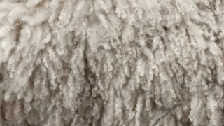British Wool to elect regional representative for NI