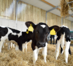 30 20kg bags of calf milk stolen from Wiltshire farm
