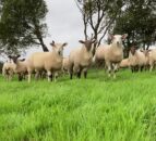‘New seasonal heights’ for lamb prices in Britain