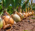 NFUS harvest survey presents 'mixed picture'