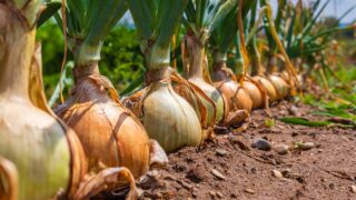 NFUS harvest survey presents ‘mixed picture’