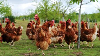 First case of bird flu in 2024 confirmed in England