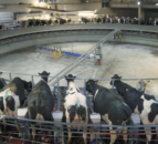 Ukrainian farmers invest in dairy on land unaffected by war