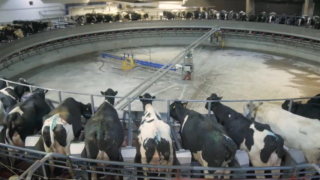 Ukrainian farmers invest in dairy on land unaffected by war