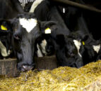 Farm meeting to focus on optimising livestock performance through grazing