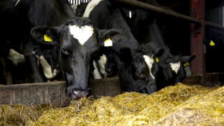 Dairy advice: Feed space and cubicle beds standards