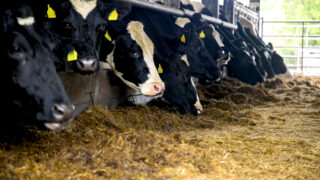 Dairy advice: Monitor fat cows closely ahead of calving