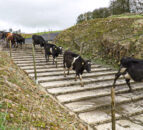 How can farmers prevent lameness within a herd?