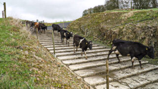How can farmers prevent lameness within a herd?
