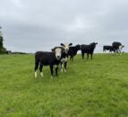 Bluetongue cases in England rise to 83