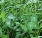 Silage: The importance of red clover