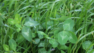 Silage: The importance of red clover